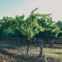 Domaine Valinière