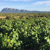 DOMAINE GAROLOUP - Vignobles Vellas - Pic Saint Loup