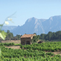 CHÂTEAU FURIOSA - Berlou - Vignobles Vellas